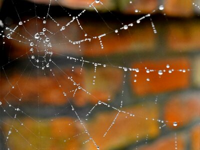 Cobweb detail liquid photo