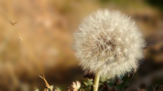 Dandelion flower Free photos