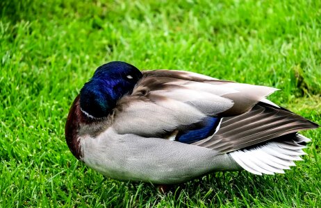 Animal aquatic bird avian
