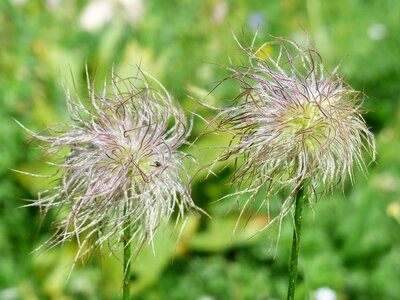 Silver alpine flower alpine plant photo