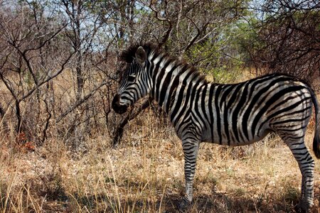 Zebra trees animals photo