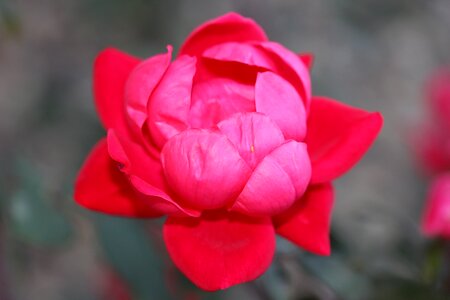 Natural blossom bloom