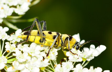 Insects flower macro