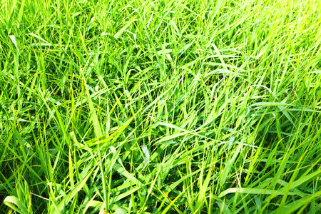 spring green grass photo