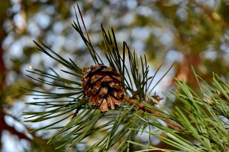 Pine tree winter photo