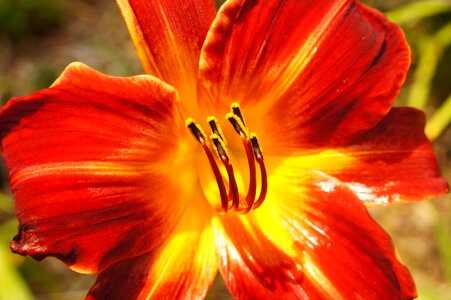 Nature blossom floral photo