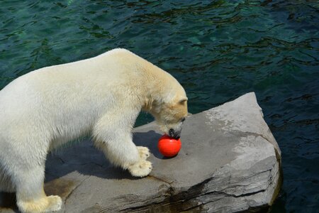 Mammal wet eat