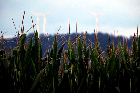 Agriculture corn countryside photo