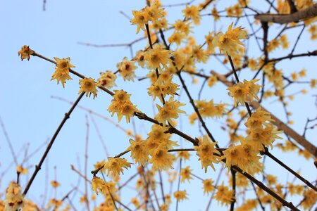 Chimonanthus praecox yellow sky