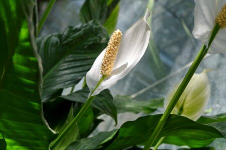 Exotic flower bud rain forest
