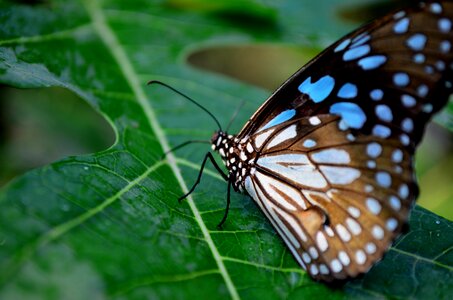 Beautiful Blue Tiger Butterfly photo