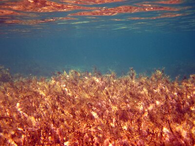 Plant sea seaweed photo
