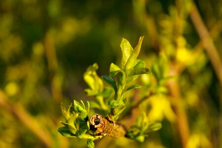 Field herb plant