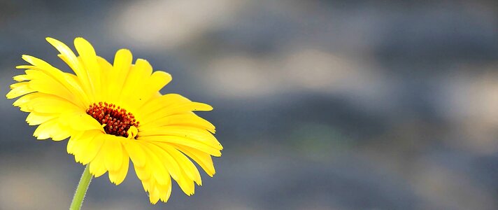 Beautiful Flowers blooming blossom