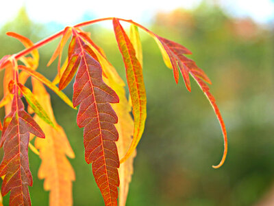 Fall Leaves photo