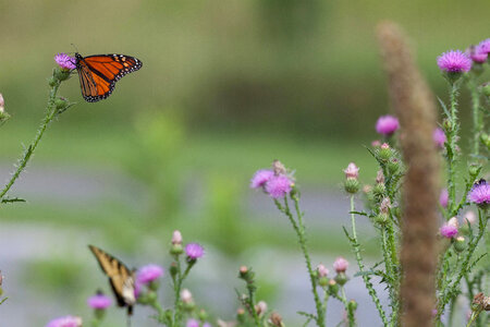 Adult monarch butterfly on a thistle-2