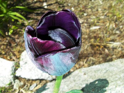 Flowers bloom blooming