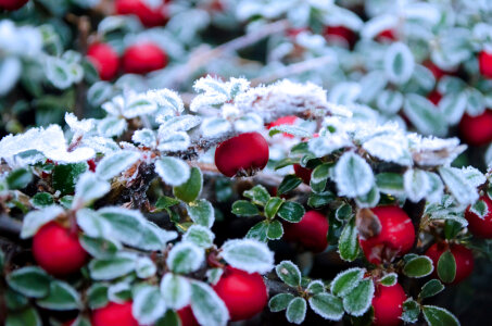Red Berries