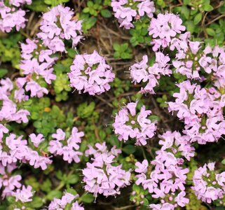 Beautiful Flowers biology bloom
