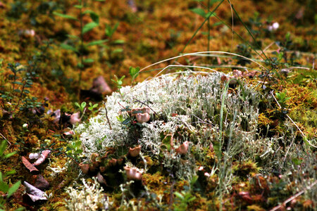 Lichen ground cover-1 photo