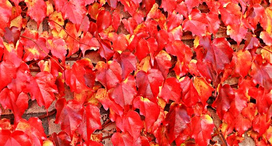 Abstract autumn autumn season