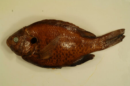 Lepomis microlophus-2