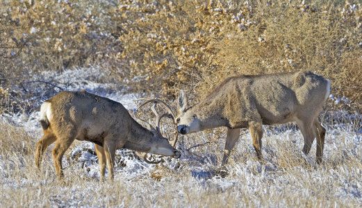Two mule deer bucks photo