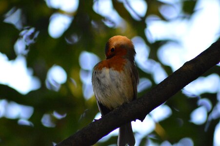 Robin red robin bird photo
