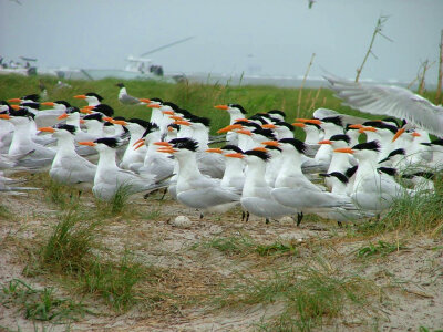 Royal terns