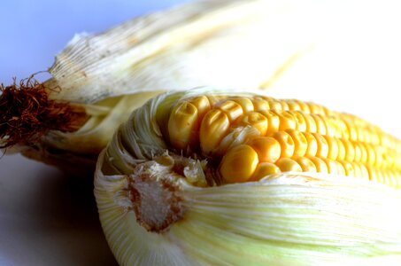 Close corn delicious photo