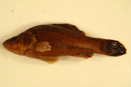 Aphredoderus sayanus-1