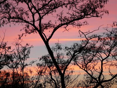 Tree sky colorful