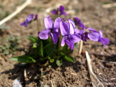 Wild flowers purple flowers clay