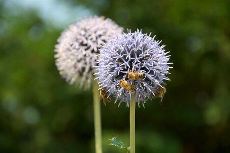 Bees group five