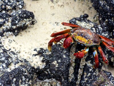 mature female Rainbow crab photo