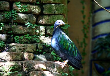 Endemic native fauna
