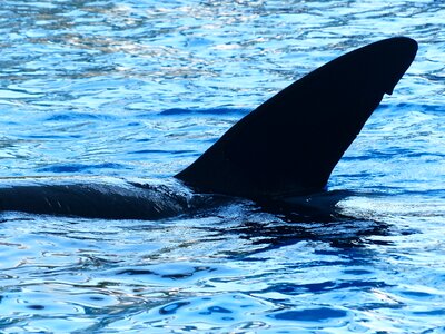 Orca wal water photo