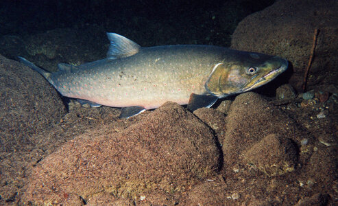 Bull trout-1 photo