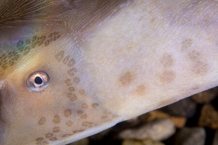 Pallid Sturgeon-1