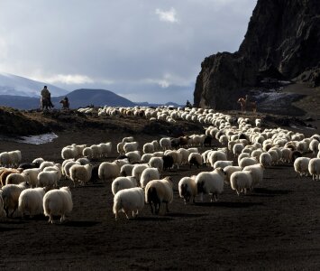 flock of sheep in the mountains at summer photo