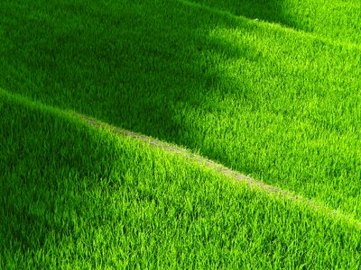 Japan rice green