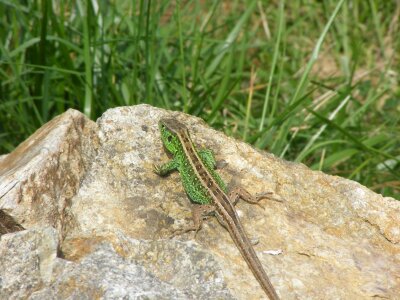 Sand lizard green reptile photo