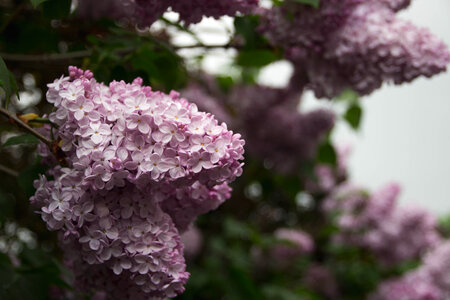 Branch with Spring Pink Lilac Flowers photo