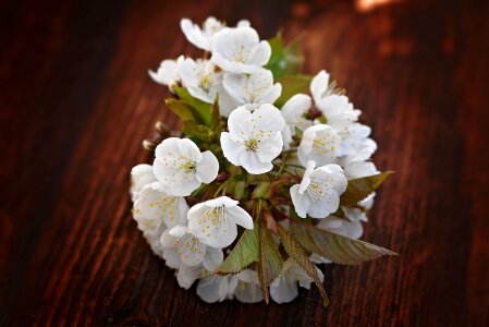 White flowers spring wood