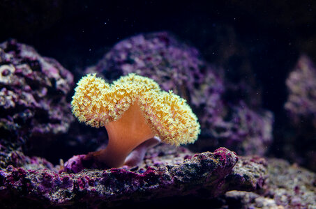 colorful coral reef photo