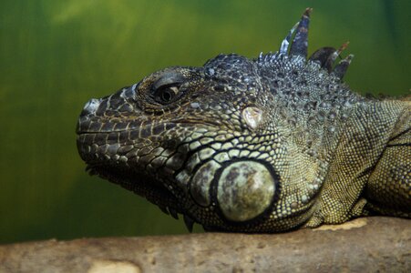 Lizard scaly zoo photo