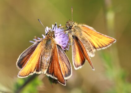 Butterfly macro nature photo