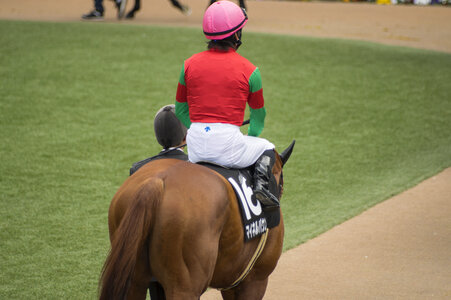 6 Horse race