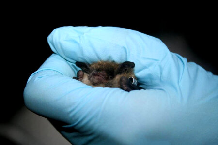 Researcher holds Little brown bat photo