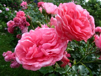 Beautiful Flowers biology bloom